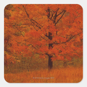 Sticker Carré Arbre d'automne avec le feuillage rouge