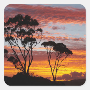 Sticker Carré Arbre de soleil et de gomme, baie de Binalong, bai