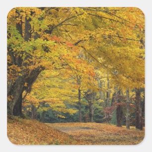 Sticker Carré Arbre d'érable d'automne surplombant une allée de