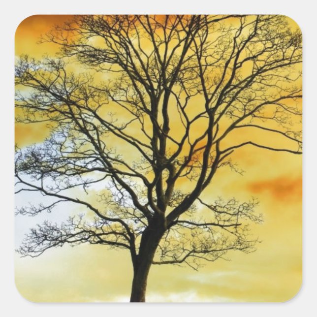 Sticker Carré Arbre magnifique, coucher de soleil paysage de la  (Devant)
