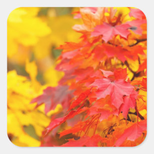 Sticker Carré Arbres à Feuilles orange et jaune à l'automne