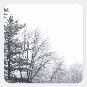 Sticker Carré Arbres couverts de neige : Horizontaux