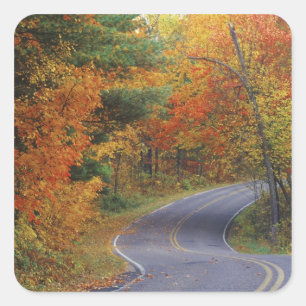 Sticker Carré Arbres d'automne bordant la route dans le parc d'É