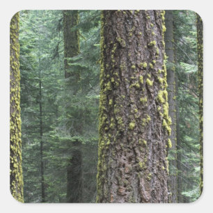 Sticker Carré arbres de Séquoia géants dans la forêt, Sequoia et