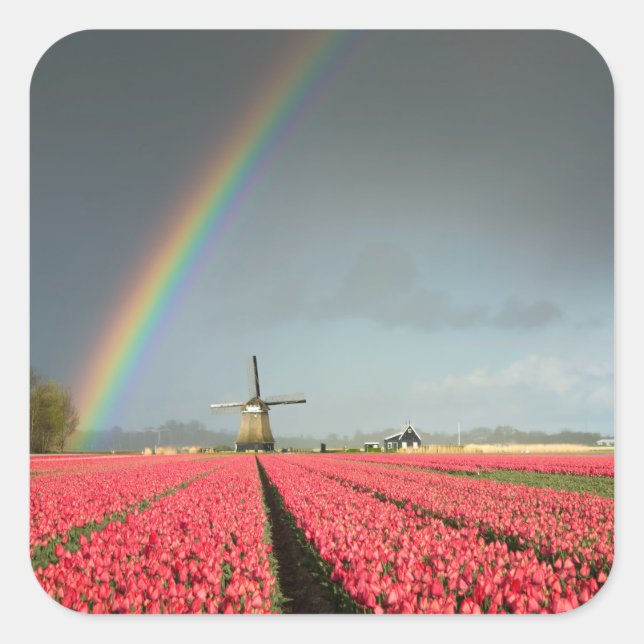 Sticker Carré Arc-en-ciel, tulipes et vignette (Devant)