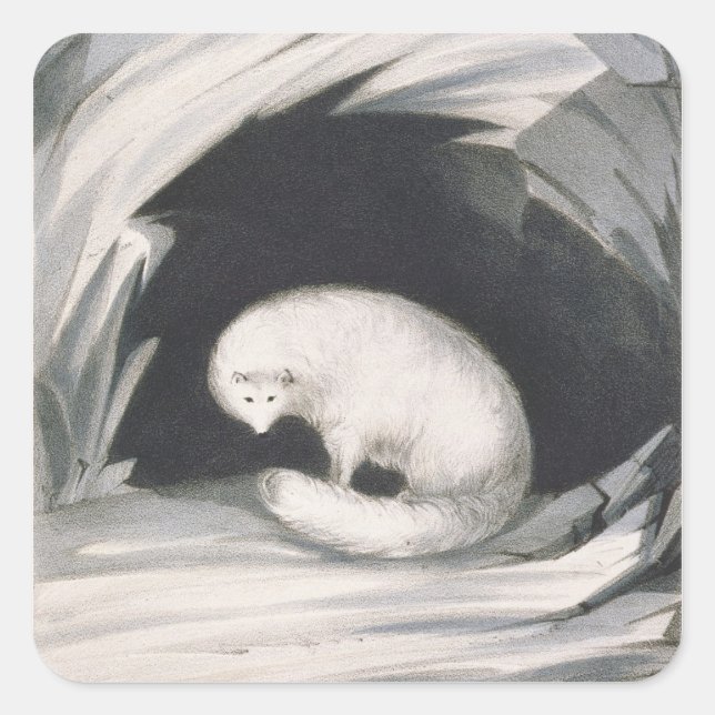 Sticker Carré Arctic Fox, from 'Narrative of a Second voyage in (Devant)