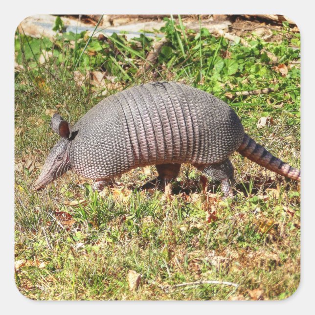 Sticker Carré Armadillo (Devant)