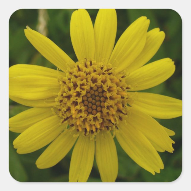 Sticker Carré Arnica chamissonis (Devant)