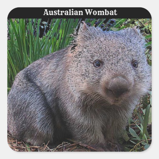 Sticker Carré Arrière - plan australien Wombat (Devant)