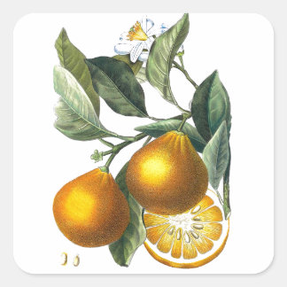 Sticker Carré Arruit d'agrumes Orange Art botanique n° 5 Décor
