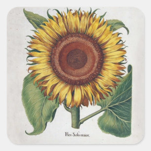 Sticker Carré Art de fleur de damas vintage tournesol
