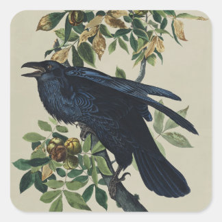 Sticker Carré Art de la nature de l'oiseau corbeau vintage Audub
