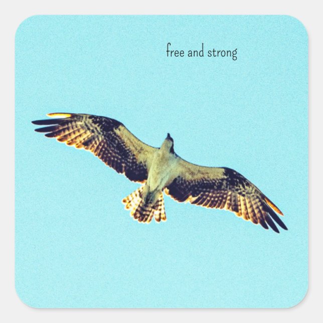 Sticker Carré Art Osprey gratuit (Devant)