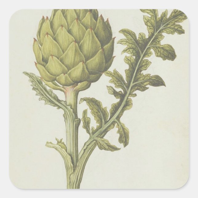 Sticker Carré Artichoke : Cynara scolymus, c.1568 (Devant)
