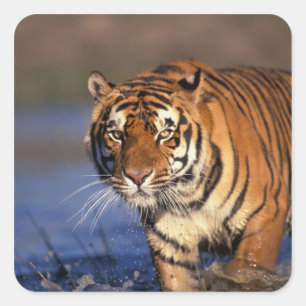 Sticker Carré ASIE, Inde, Bengale Tiger Panthera tigris)
