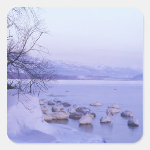 Sticker Carré Asie, Japon, Hokkaido, Parc national d'Akan, Cygne