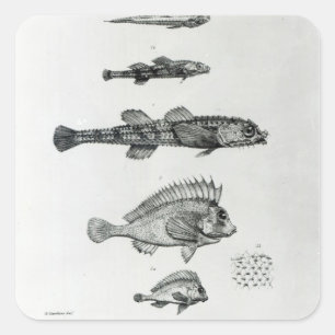 Sticker Carré Aspidophorus Chiloensis et Agriopus Hispidus