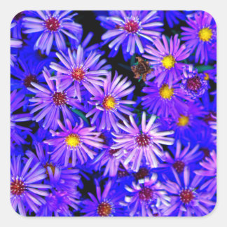 Sticker Carré Aster Garden dans Full Bloom