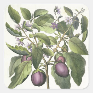Sticker Carré Aubergine : Melanzana fructu pallido, from the 'Ho