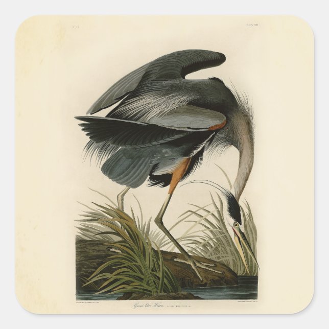 Sticker Carré Audubon Great Blue Heron Marsh Bird (Devant)