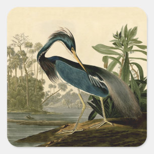 Sticker Carré Audubon Héron de Louisiane Oiseaux Amérique Art
