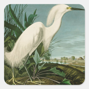 Sticker Carré Audubon Héron de neige Oiseaux d'aigrettes blanche