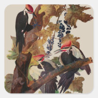 Audubon Peinture d'Oiseaux Pic Pilé