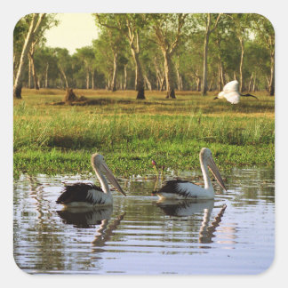 Sticker Carré Australian Pelicans, Kakadu National Park, NT