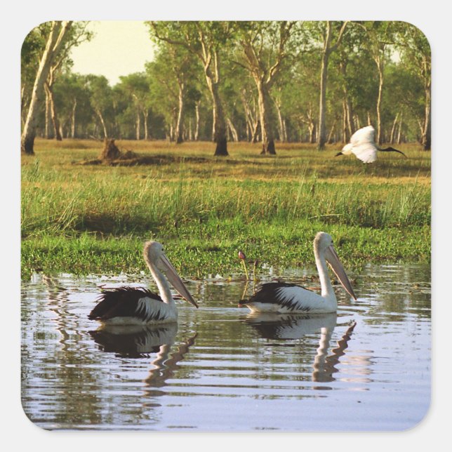 Sticker Carré Australian Pelicans, Kakadu National Park, NT (Devant)