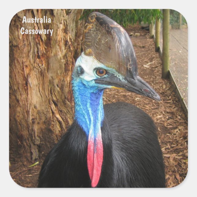 Sticker Carré Australie Cassowary Bird (Devant)