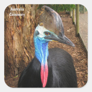 Sticker Carré Australie Cassowary Bird
