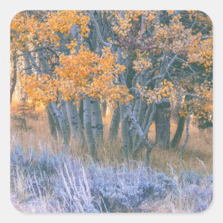 Sticker Carré Autumnal Aspens Forest
