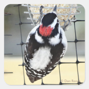 Sticker Carré B53 Downy Woodpecker