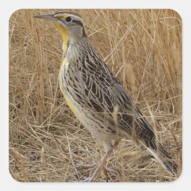 Sticker Carré B57 Meadowlark occidental (Devant)