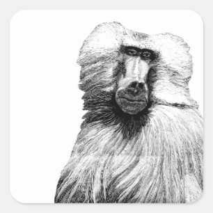 Sticker Carré Baboon Monkey Jungle Safari illustration art