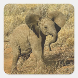 Sticker Carré Baby African Elephant, Loxodonta Africana,