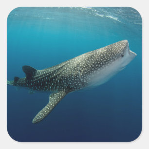Sticker Carré Baignade de requin baleine