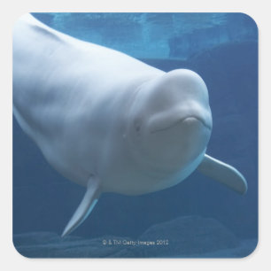 Sticker Carré Baleine de beluga (leucas de Delphinapterus)