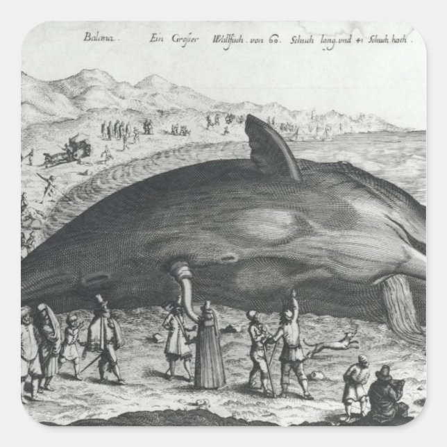Sticker Carré Baleine morte (Devant)