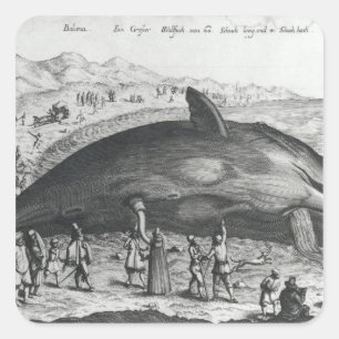 Sticker Carré Baleine morte