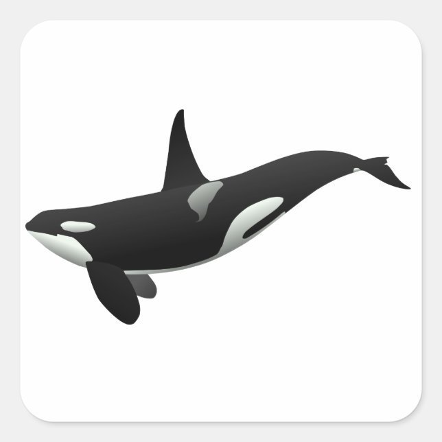 Sticker Carré Baleine noire et blanche tueuse à Orca (Devant)