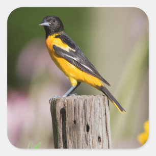 Sticker Carré Baltimore Oriole female in flower garden