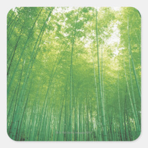 Sticker Carré Bamboo Forest 2