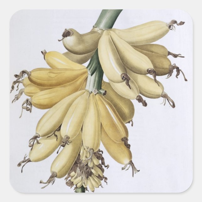Sticker Carré Banane, 1816 (Devant)