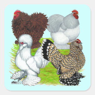 Sticker Carré Bantams en plumes Legs