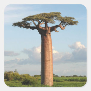 Sticker Carré Baobab de Grandidier Madagascar