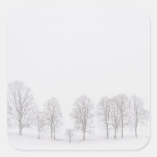 Sticker Carré Barren arbres en hiver dans un monde blanc autocol