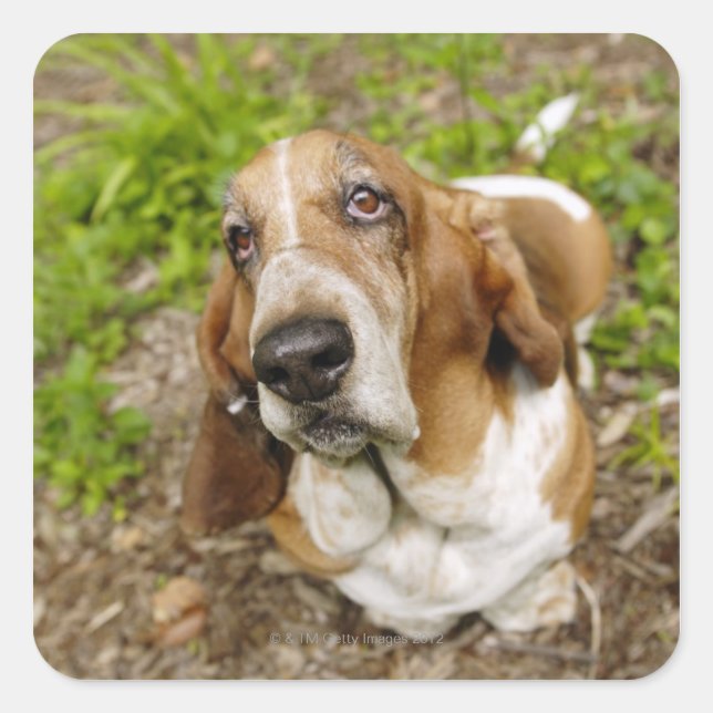 Sticker Carré Basset Hound 2 (Devant)