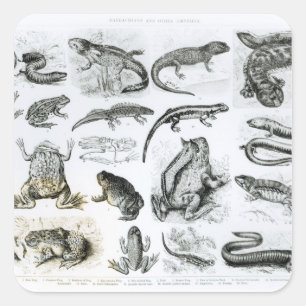 Sticker Carré Batraciens et d'autres amphibiens
