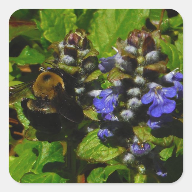 Sticker Carré Baume d'abeille pourpre et bourdon (Devant)